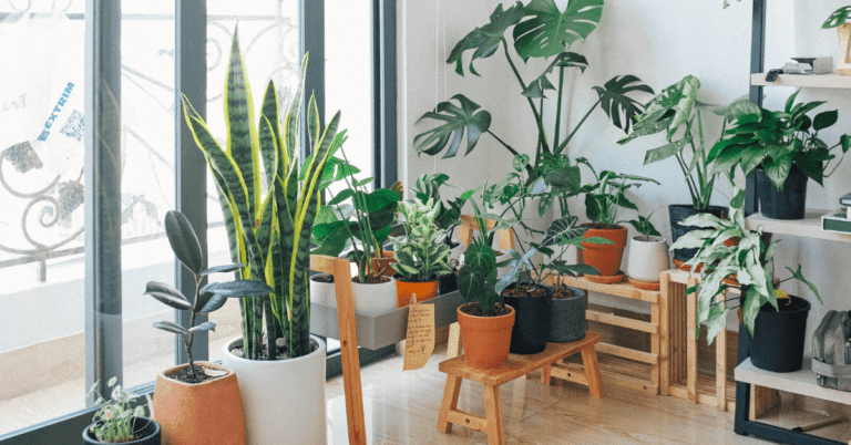 BLOG 2 F.I