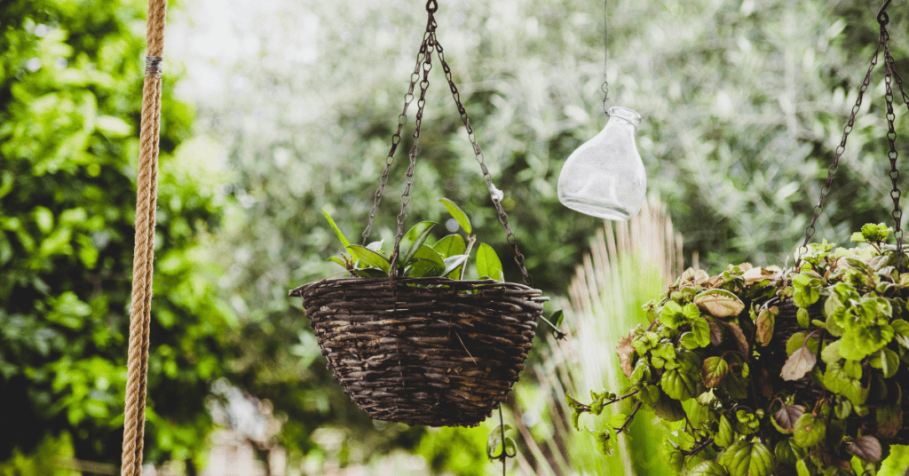 hanging plants
