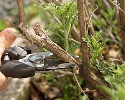 prune