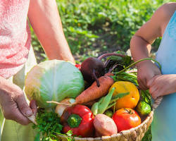 harvest