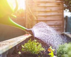 watering